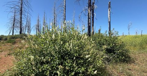 7350 S View Dr, Grizzly Flats, CA 95636 Photo