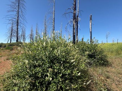 7350 S View Dr, Grizzly Flats, CA 95636 Photo