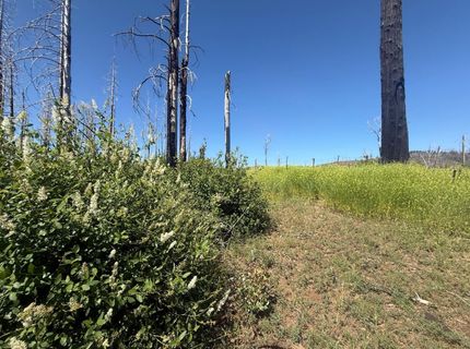 7350 S View Dr, Grizzly Flats, CA 95636 Photo
