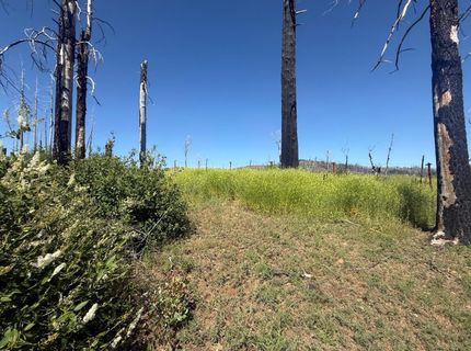 7350 S View Dr, Grizzly Flats, CA 95636 Photo
