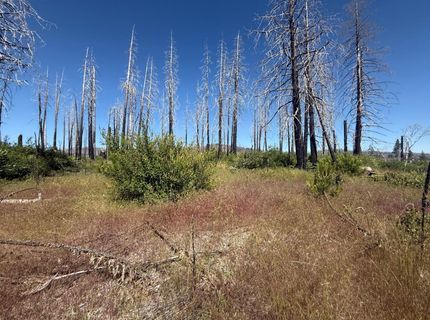 7350 S View Dr, Grizzly Flats, CA 95636 Photo
