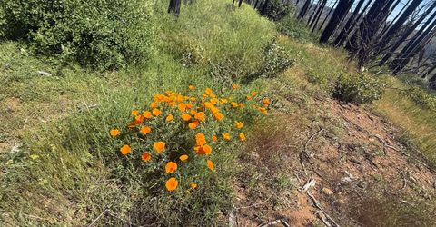 7350 S View Dr, Grizzly Flats, CA 95636 Photo