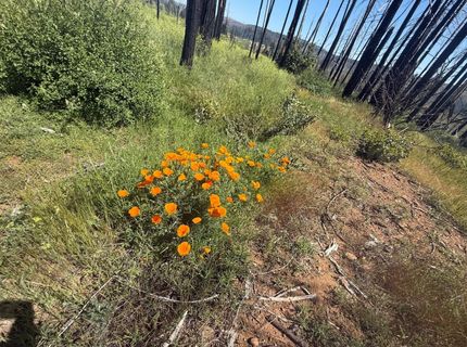 7350 S View Dr, Grizzly Flats, CA 95636 Photo