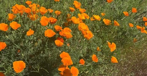 7350 S View Dr, Grizzly Flats, CA 95636 Photo