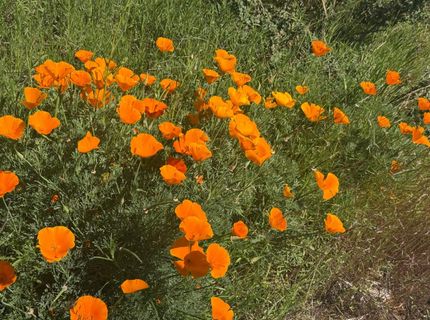 7350 S View Dr, Grizzly Flats, CA 95636 Photo