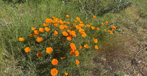 7350 S View Dr, Grizzly Flats, CA 95636 Photo