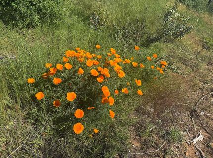 7350 S View Dr, Grizzly Flats, CA 95636 Photo