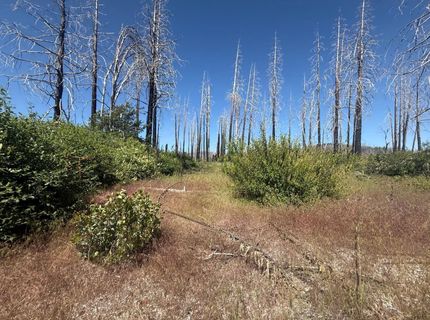7350 S View Dr, Grizzly Flats, CA 95636 Photo