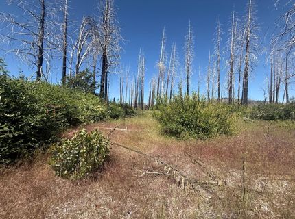 7350 S View Dr, Grizzly Flats, CA 95636 Photo