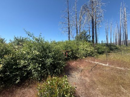 7350 S View Dr, Grizzly Flats, CA 95636 Photo