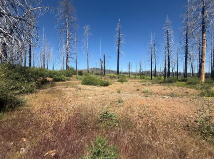 7350 S View Dr, Grizzly Flats, CA 95636 Photo