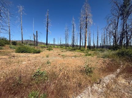 7350 S View Dr, Grizzly Flats, CA 95636 Photo