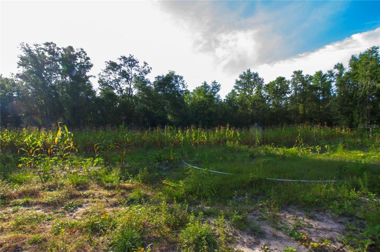 18233 185th Rd, Live Oak, FL 32060 Photo