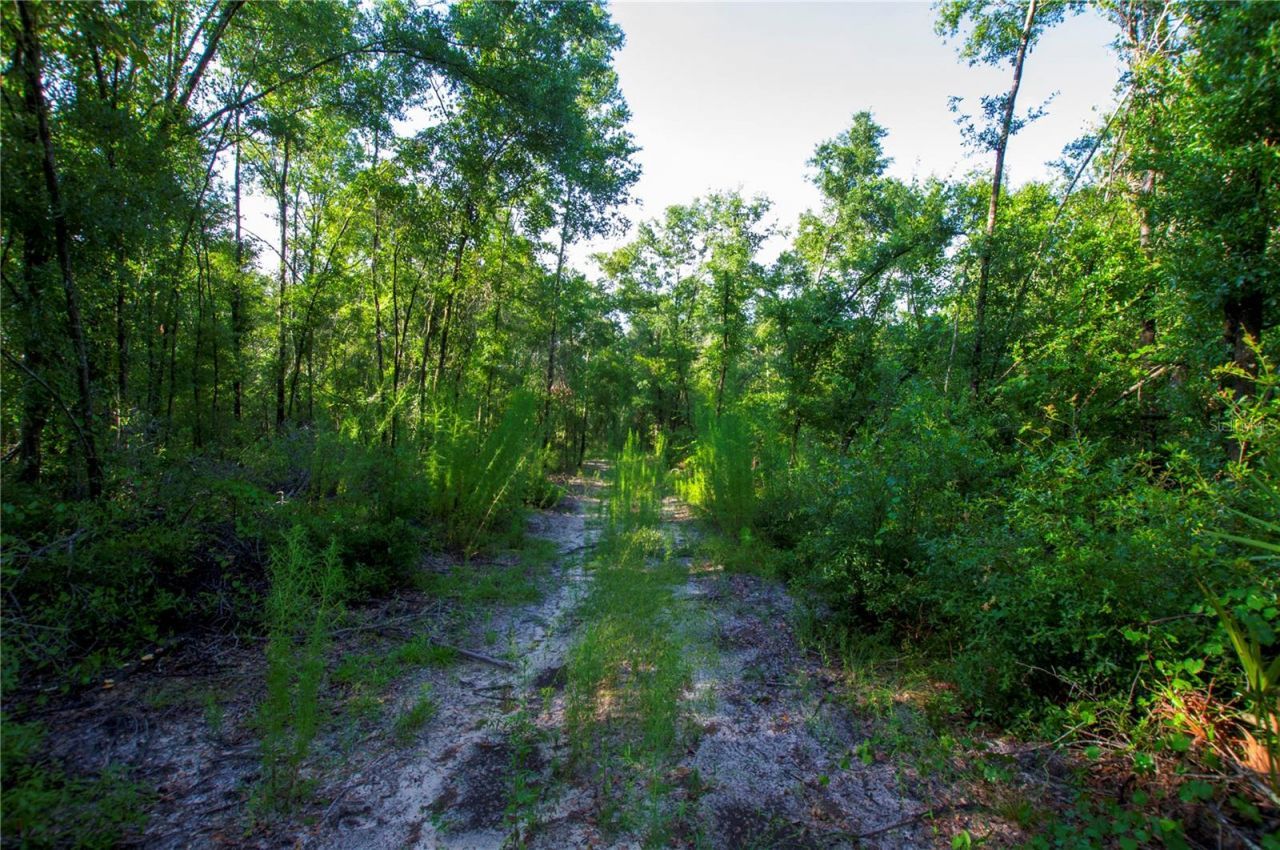 18233 185th Rd, Live Oak, FL 32060 Photo