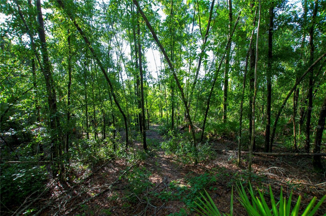 18233 185th Rd, Live Oak, FL 32060 Photo