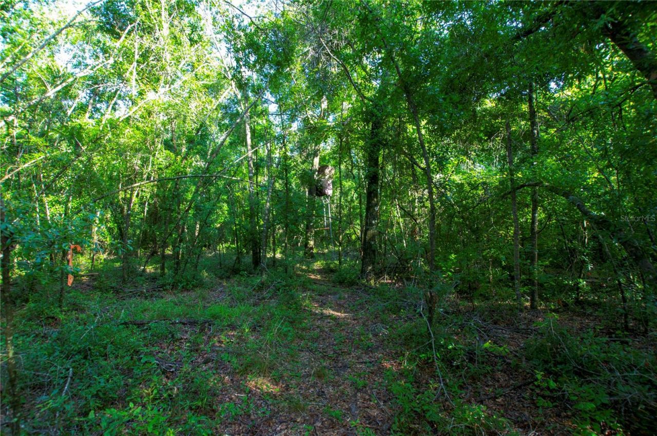 18233 185th Rd, Live Oak, FL 32060 Photo