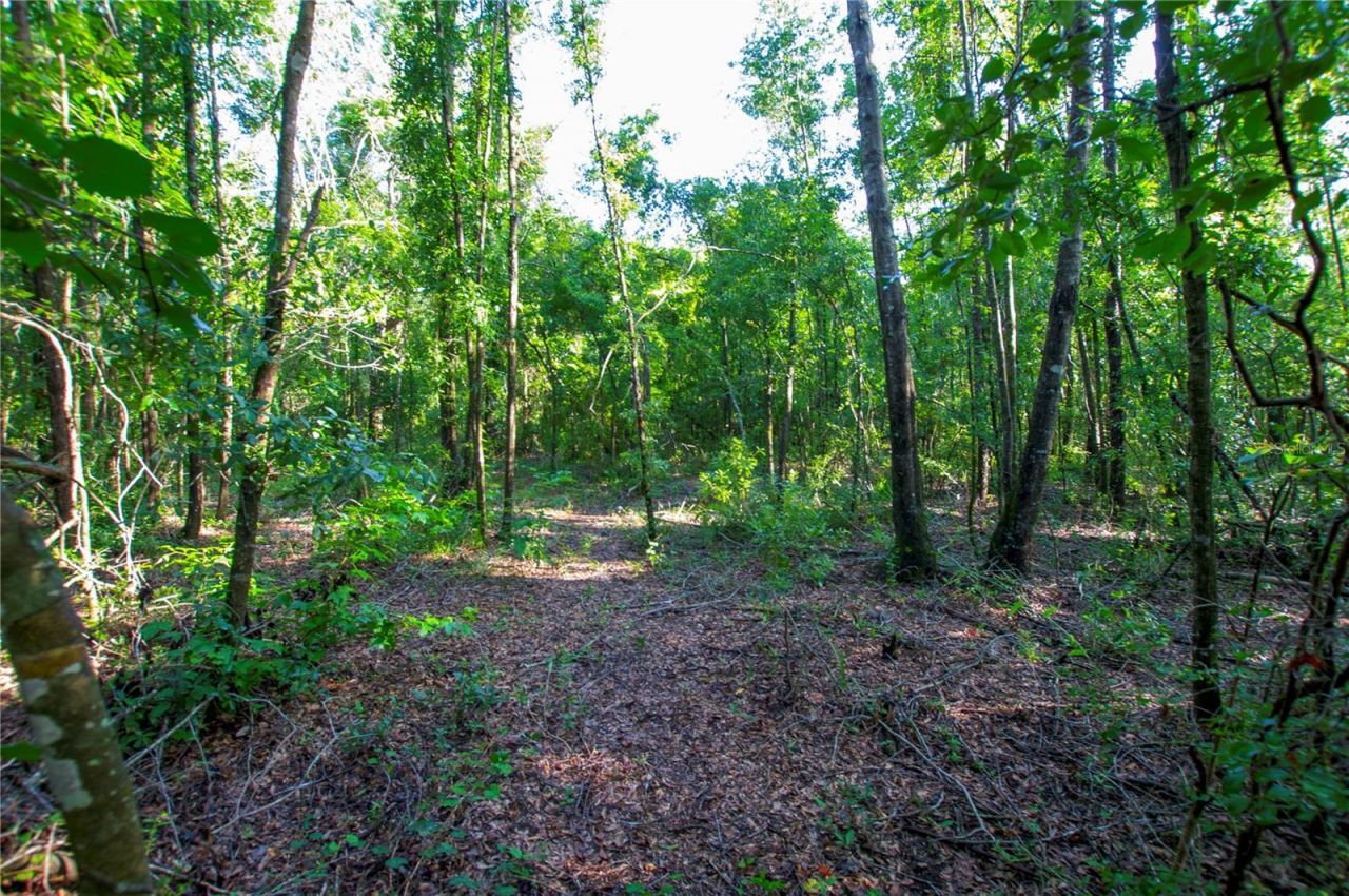 18233 185th Rd, Live Oak, FL 32060 Photo
