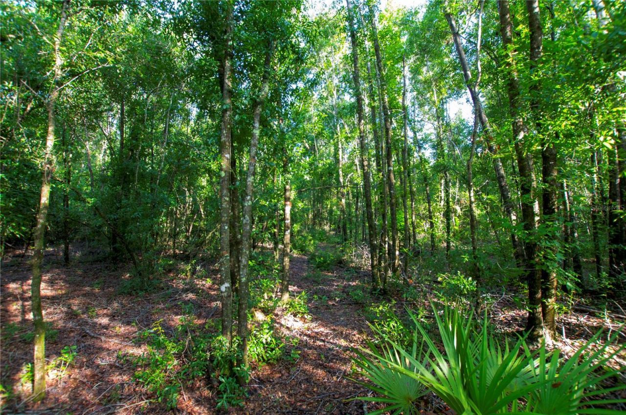 18233 185th Rd, Live Oak, FL 32060 Photo