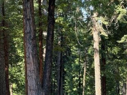 1619 Shoshone, Dorrington, CA 95223 Photo