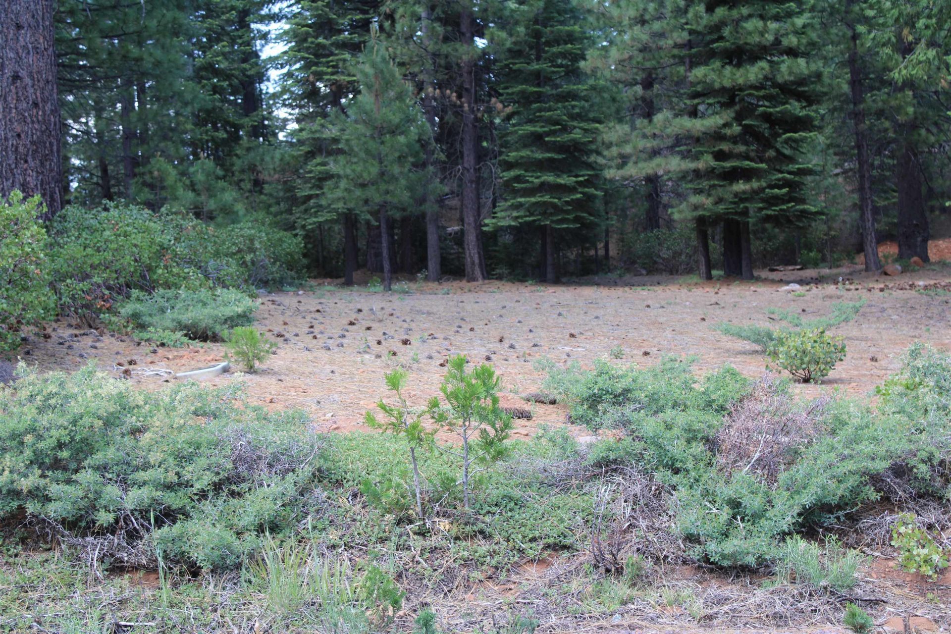 822 Red River Drive, Lake Almanor, CA 96137 Main Photo