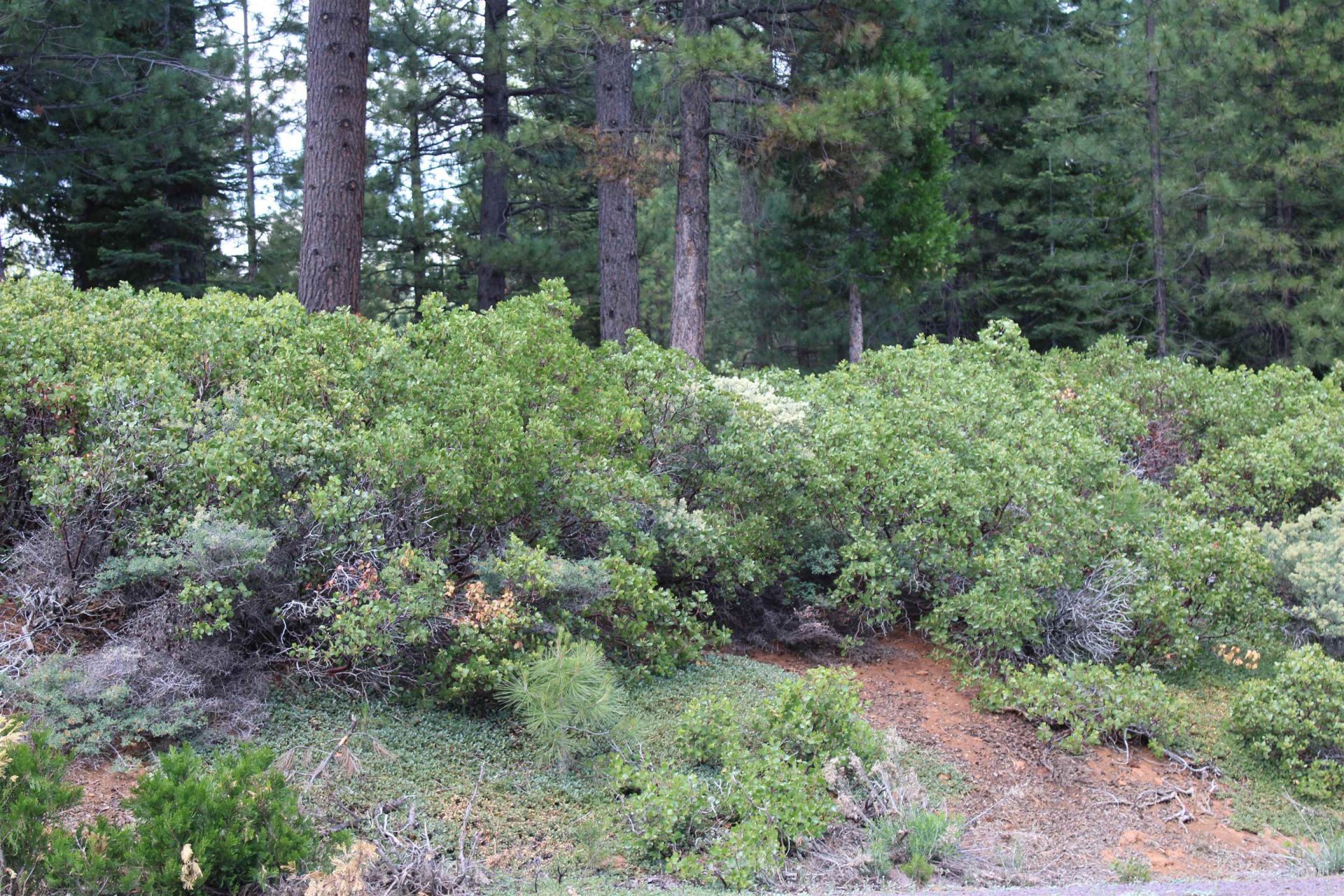 838 Red River Drive, Lake Almanor, CA 96137 Main Photo