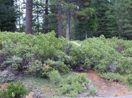 838 Red River Drive, Lake Almanor, CA 96137 Photo