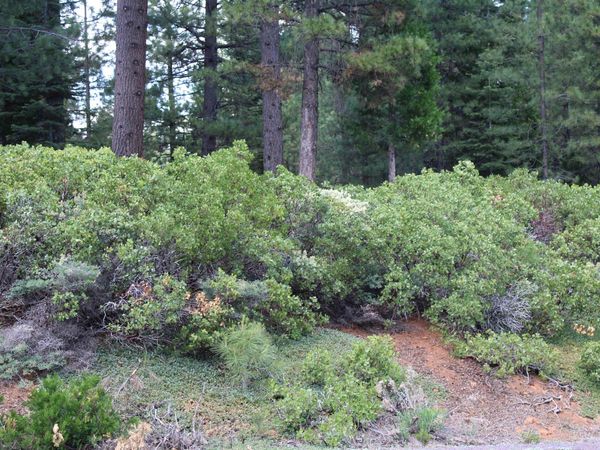 838 Red River Drive, Lake Almanor, CA 96137