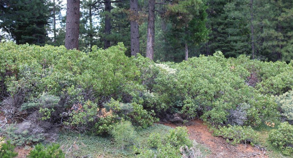 838 Red River Drive, Lake Almanor, CA 96137 Photo
