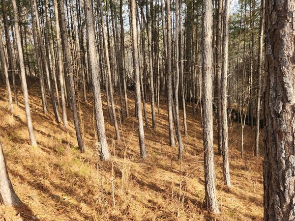 912 Whistler Ln , Unit 72, Canton, GA 30114