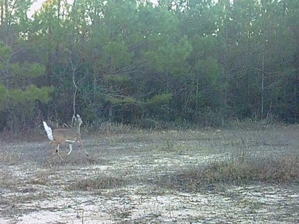 Forestry Rd 356, Beaumont, MS 39423
