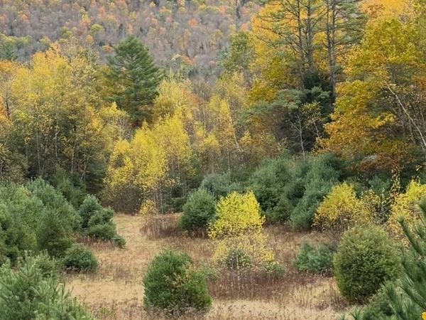 Lot 4 Catterall Road, Lisbon, NH 03585