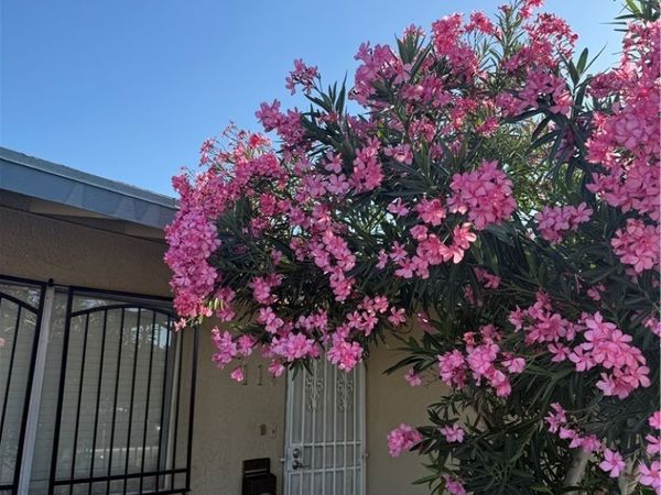 117 Frederick Avenue , Las Vegas, NV 89106