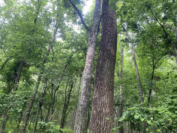 10 acres county road 326, Jonesboro, AR 72401