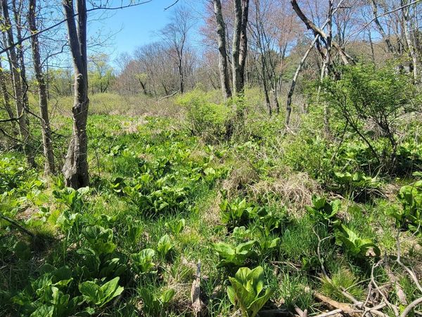 Lower Demunds Road, Dallas, PA 18612