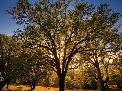 3220 Dawn Rose Ln, Placerville, CA 95667 Photo