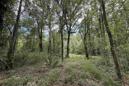 17.8 Acres-5871 Pennyroyal Rd.  photo 4