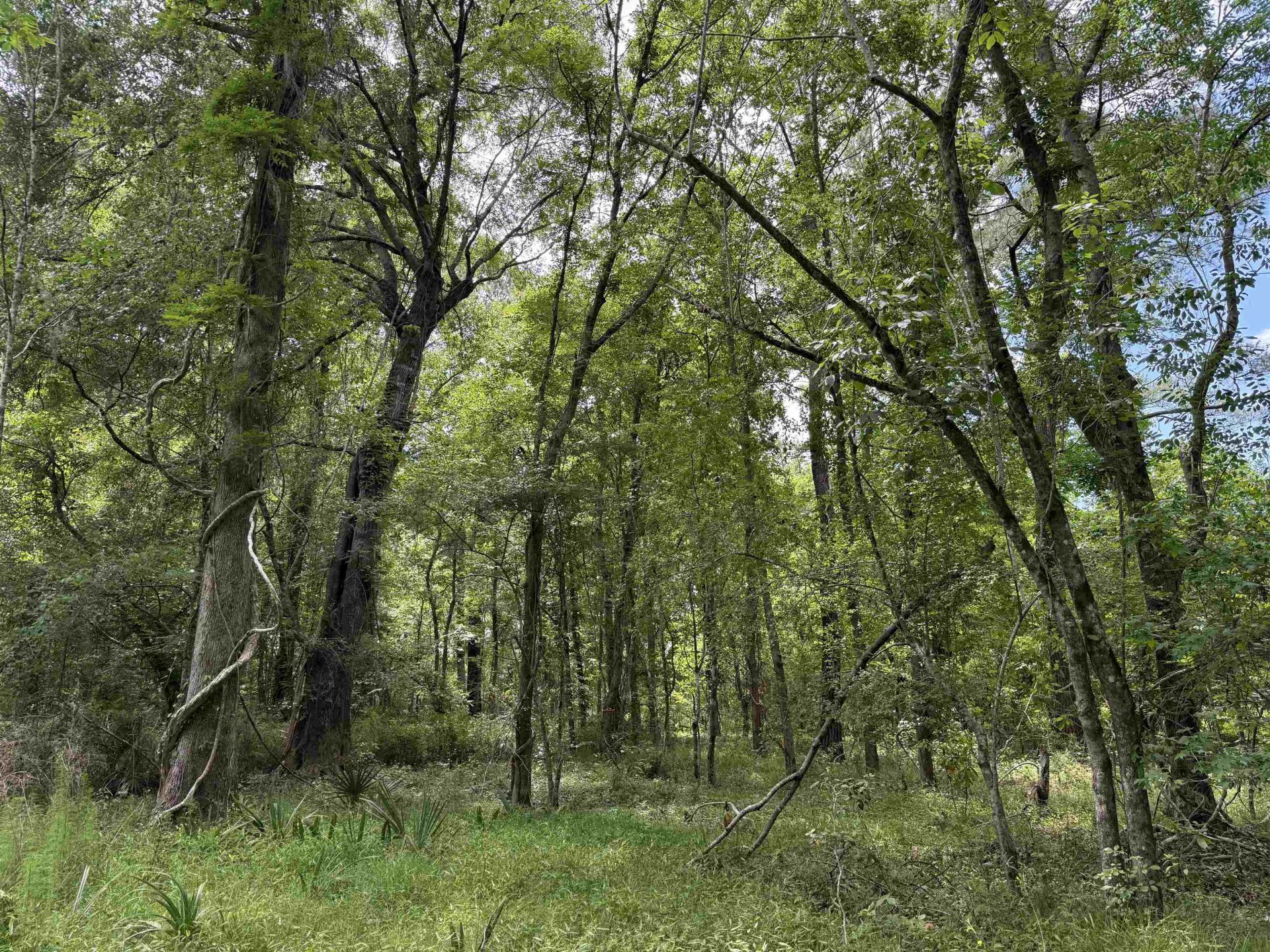 17.8 Acres-5871 Pennyroyal Rd.  Photo 4