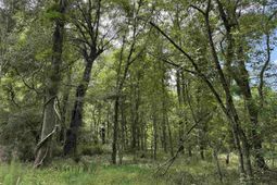 17.8 Acres-5871 Pennyroyal Rd.  photo 4