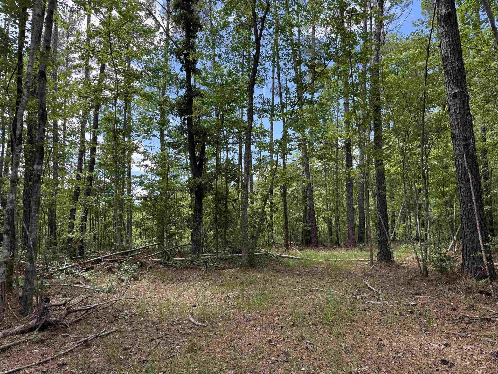 17.8 Acres-5871 Pennyroyal Rd.  Photo 5