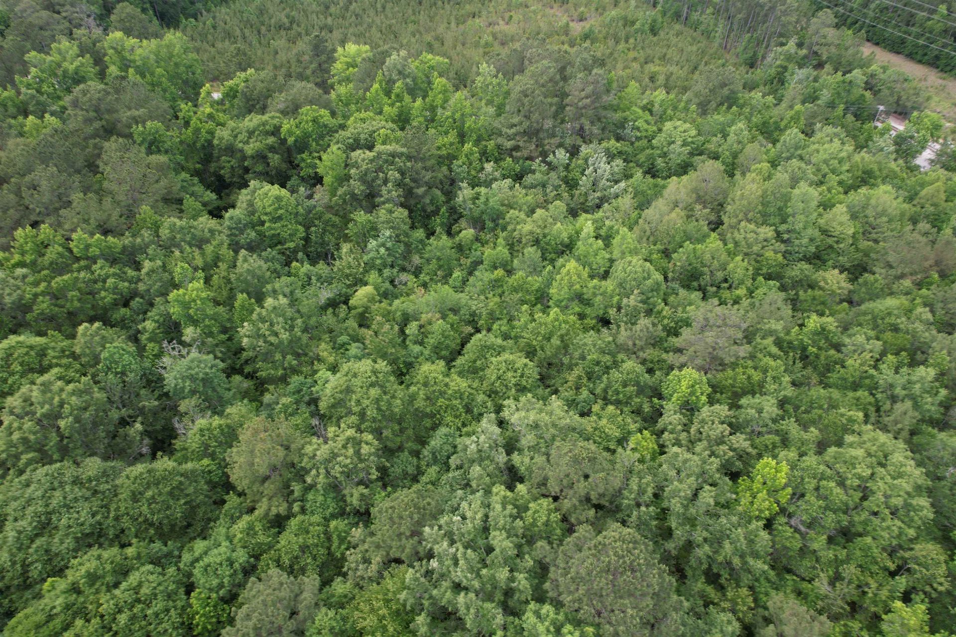 17.8 Acres-5871 Pennyroyal Rd.  Photo 8