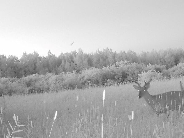 0 19 Mile Road, Rudyard Township, Mi 49780