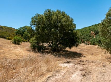 Stony Creek Rd, Jackson, CA 95642 Photo