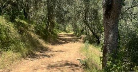 Stony Creek Rd, Jackson, CA 95642 Photo