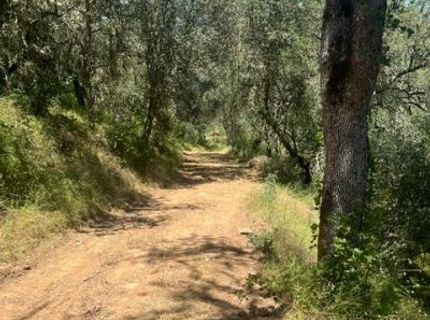 Stony Creek Rd, Jackson, CA 95642 Photo