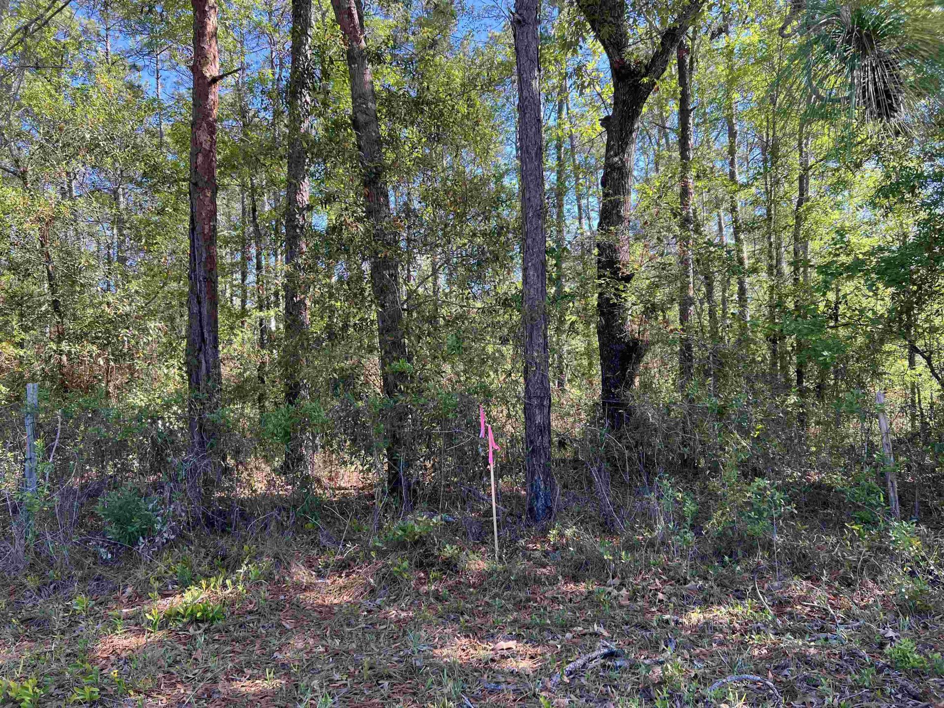 45 Old Federal Highway, Quincy, FL 32351 Photo