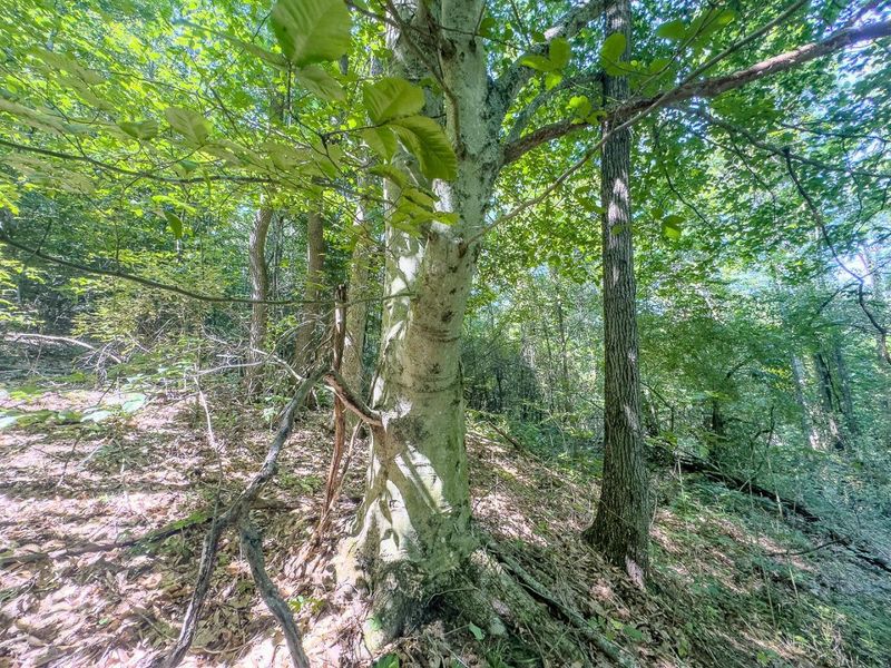 12141 Burton Hill Road , Nelsonville, OH 45764 Photo 30