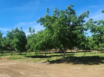 George Rd, Williams, CA 95987 Photo