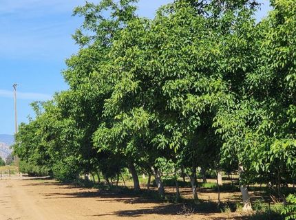 George Rd, Williams, CA 95987 Photo