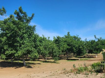 George Rd, Williams, CA 95987 Photo