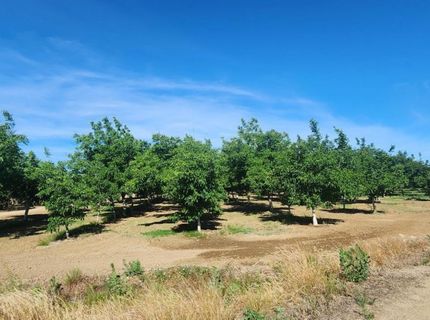 George Rd, Williams, CA 95987 Photo
